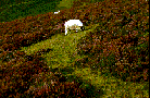 Sheep on heather-grass mosaic